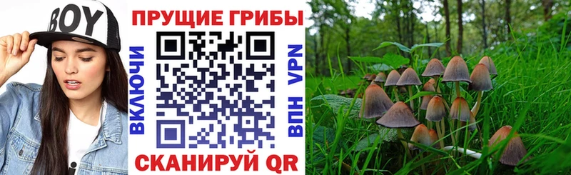 Псилоцибиновые грибы Magic Shrooms  как найти   Кизилюрт 